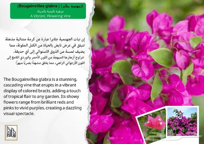 تجميل منزلك بنباتات الزينة الرائعة 6