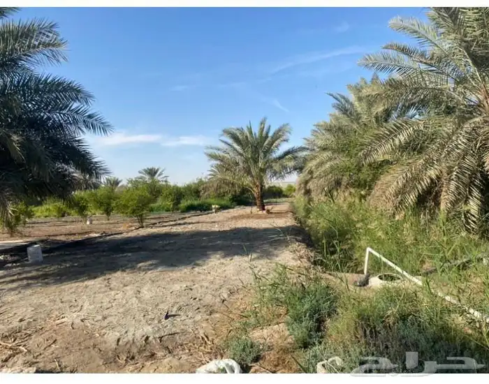 مزرعة للإيجار 2