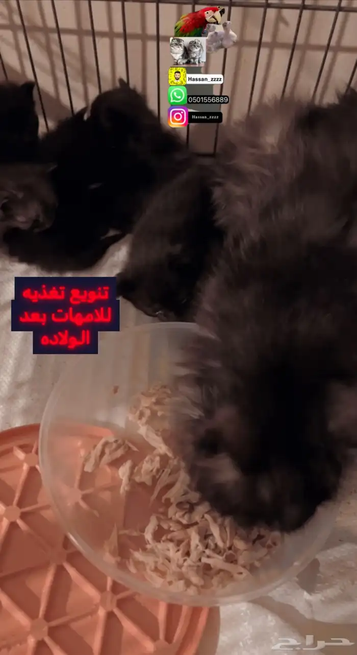 فندقه قطط و طيور عنايه و اهتمام 9