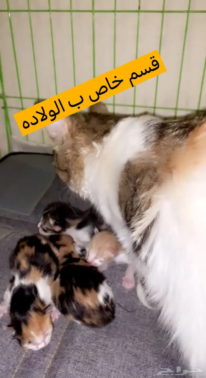 فندقه قطط و طيور عنايه و اهتمام 11