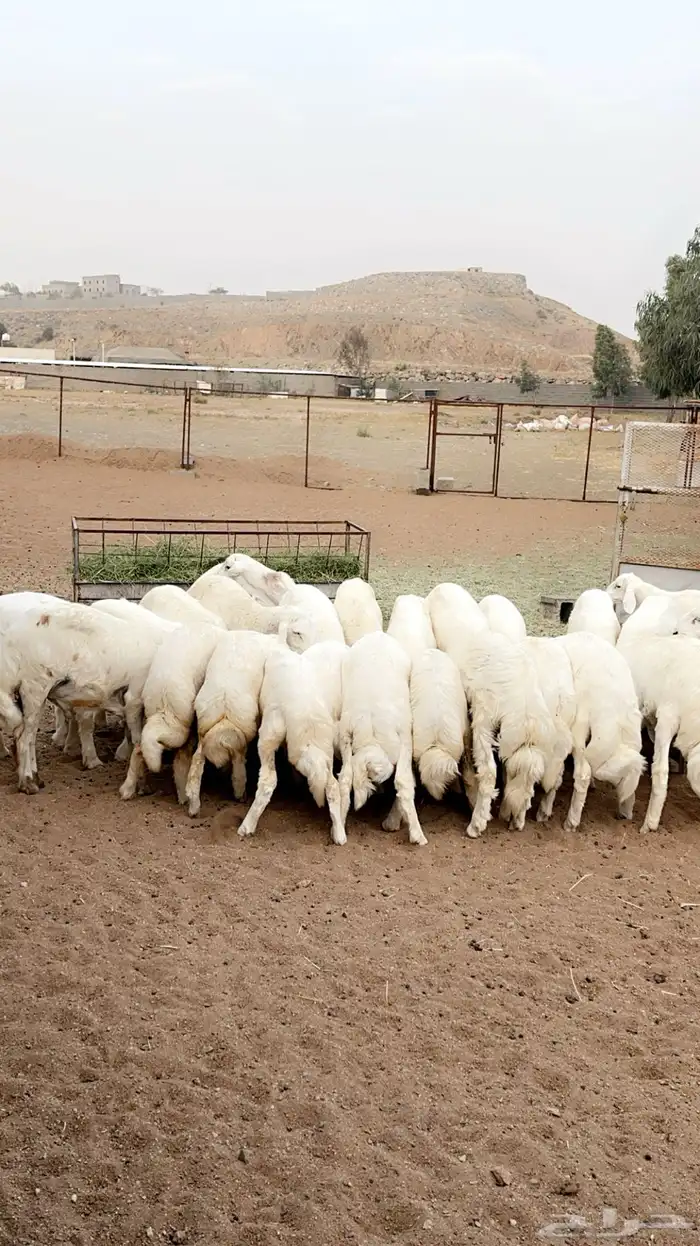 ذبايح طليان ورخال وتيوس شرط اشعره واطراف وفل شحم 0