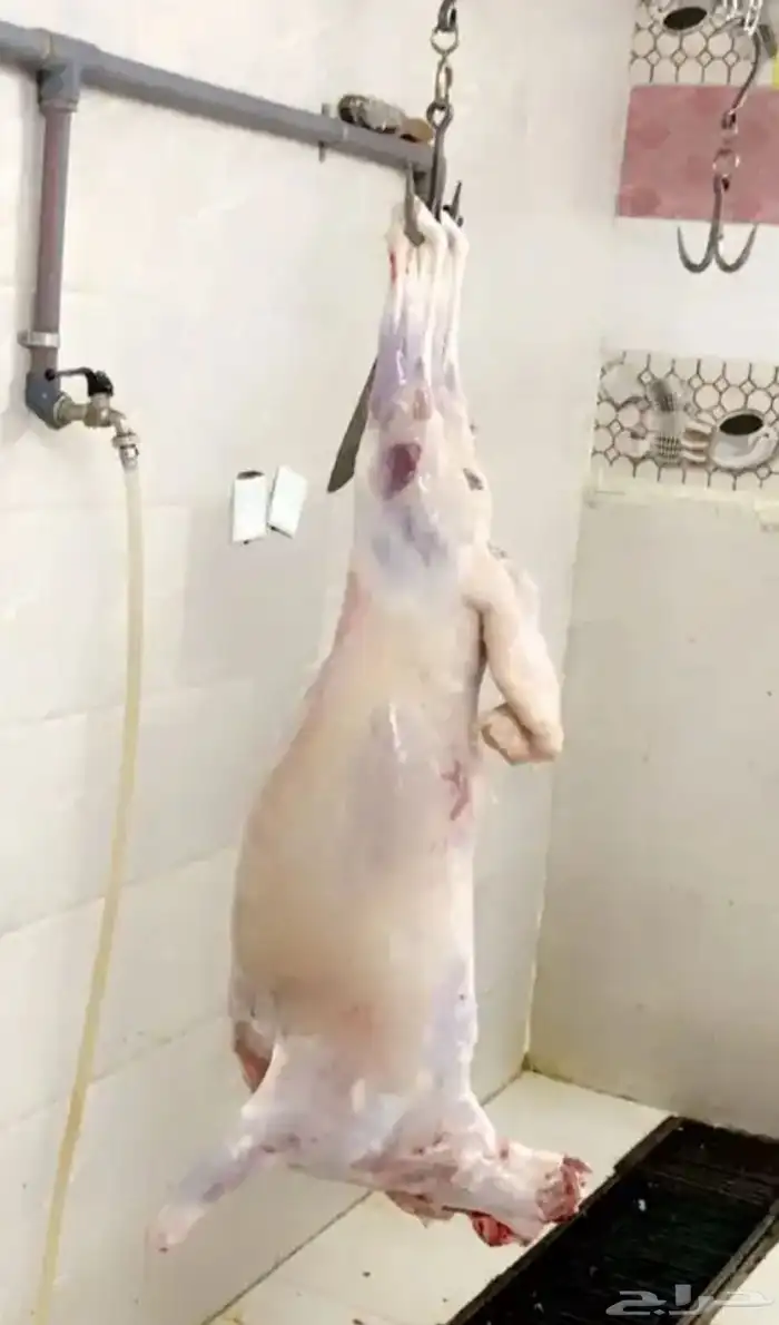 ذبايح حرية 5