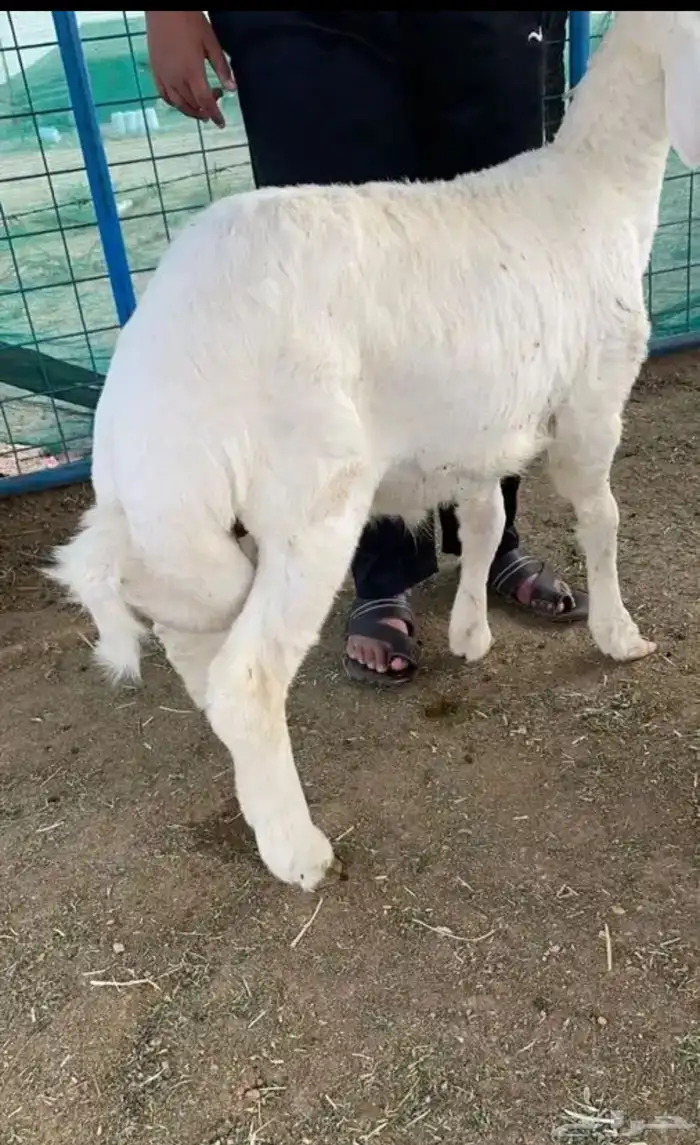ذبايح حرية 4