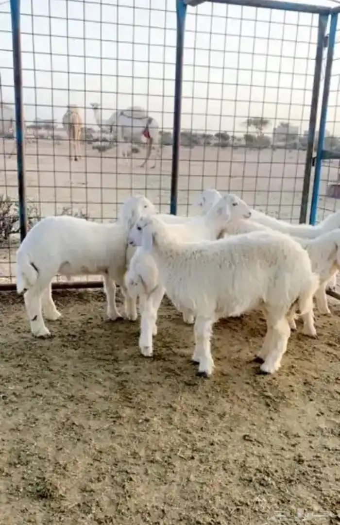 ذبايح حرية 9