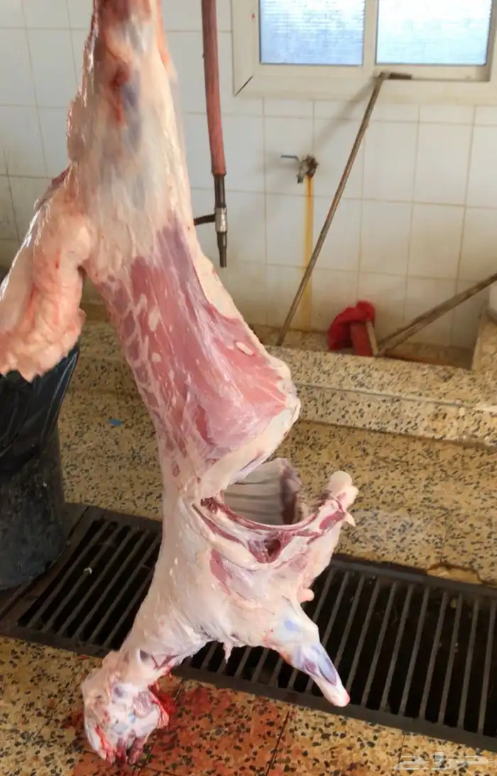 توفير ذبايح مع خدمه الذبح و التوصيل 0