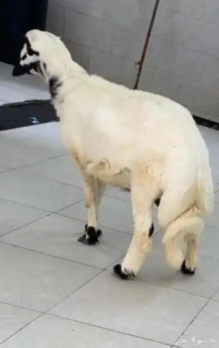 ذبايح حرية 3