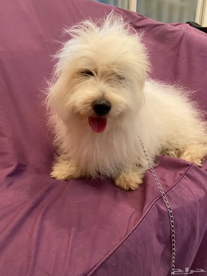 كلاب مالتيز بيور 0