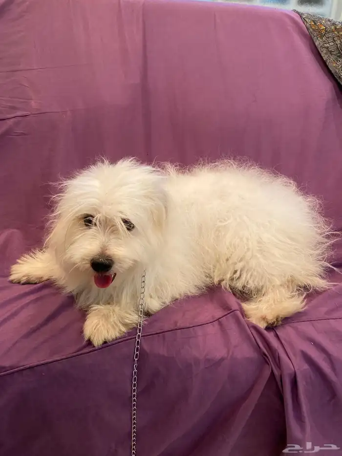 كلاب مالتيز بيور 2