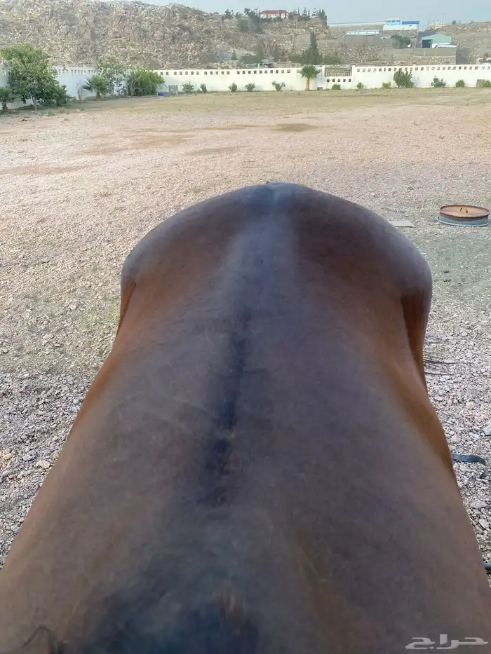 حصان للبيع 0
