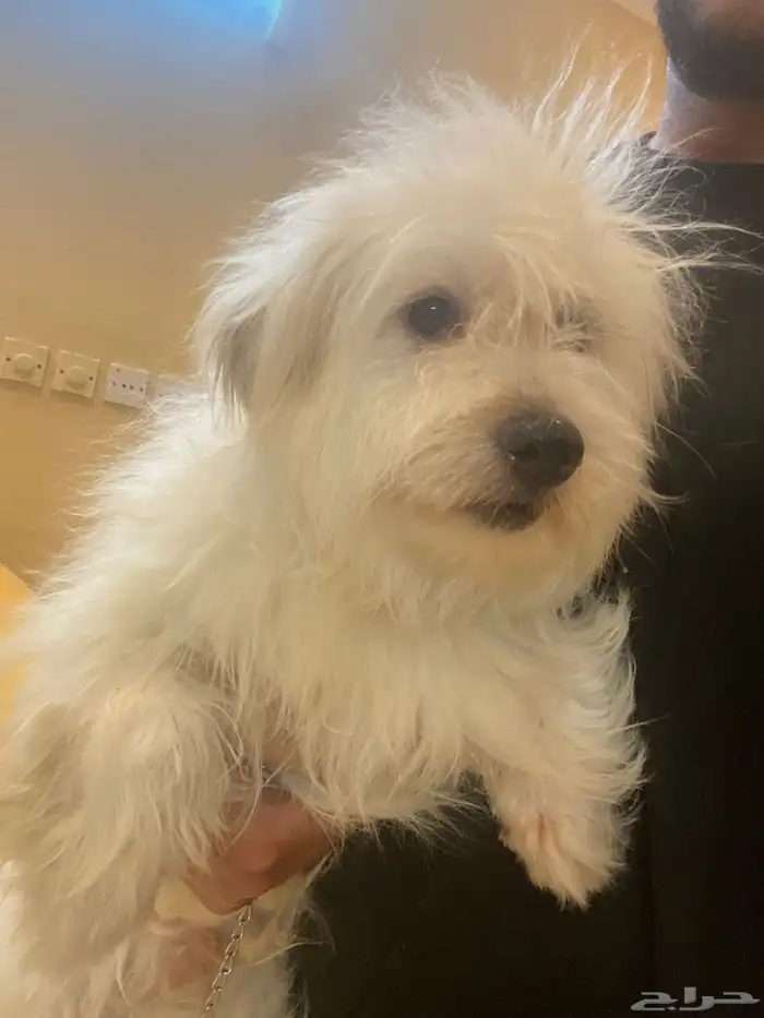 كلاب مالتيز بيور 1