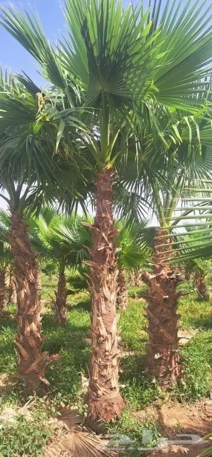 نخل واشنطني زينه امريكي ابو مروحه نخل عربي مثمر 26