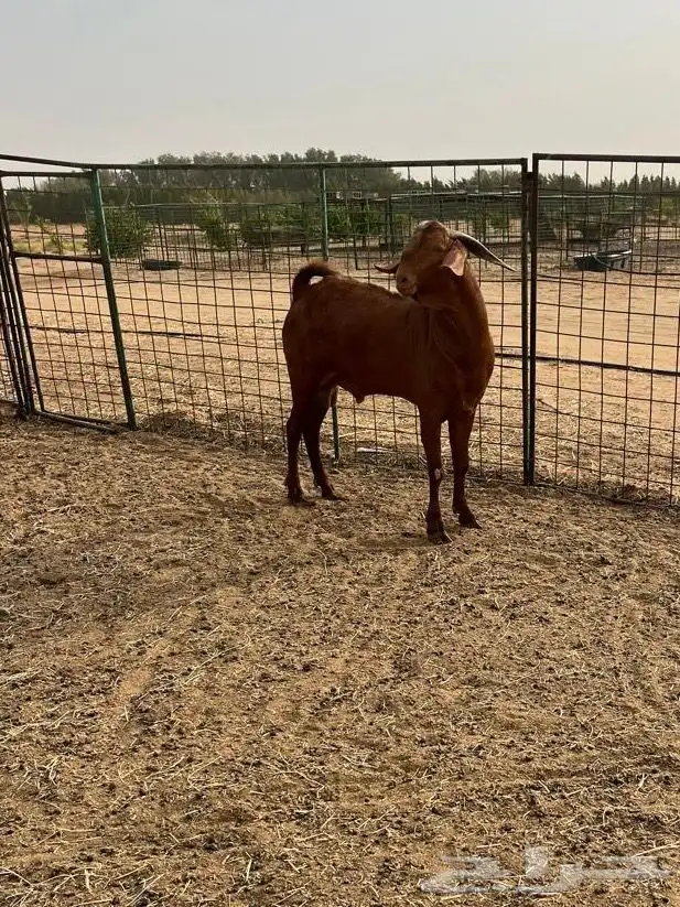 تيس فحل ادهم( تمم البيع ) 2