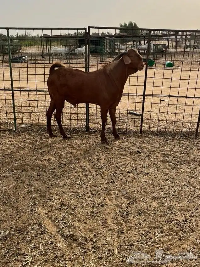 تيس فحل ادهم( تمم البيع ) 3