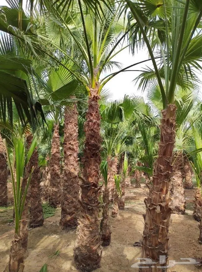 نخل واشنطني زينه امريكي ابو مروحه نخل عربي مثمر 25