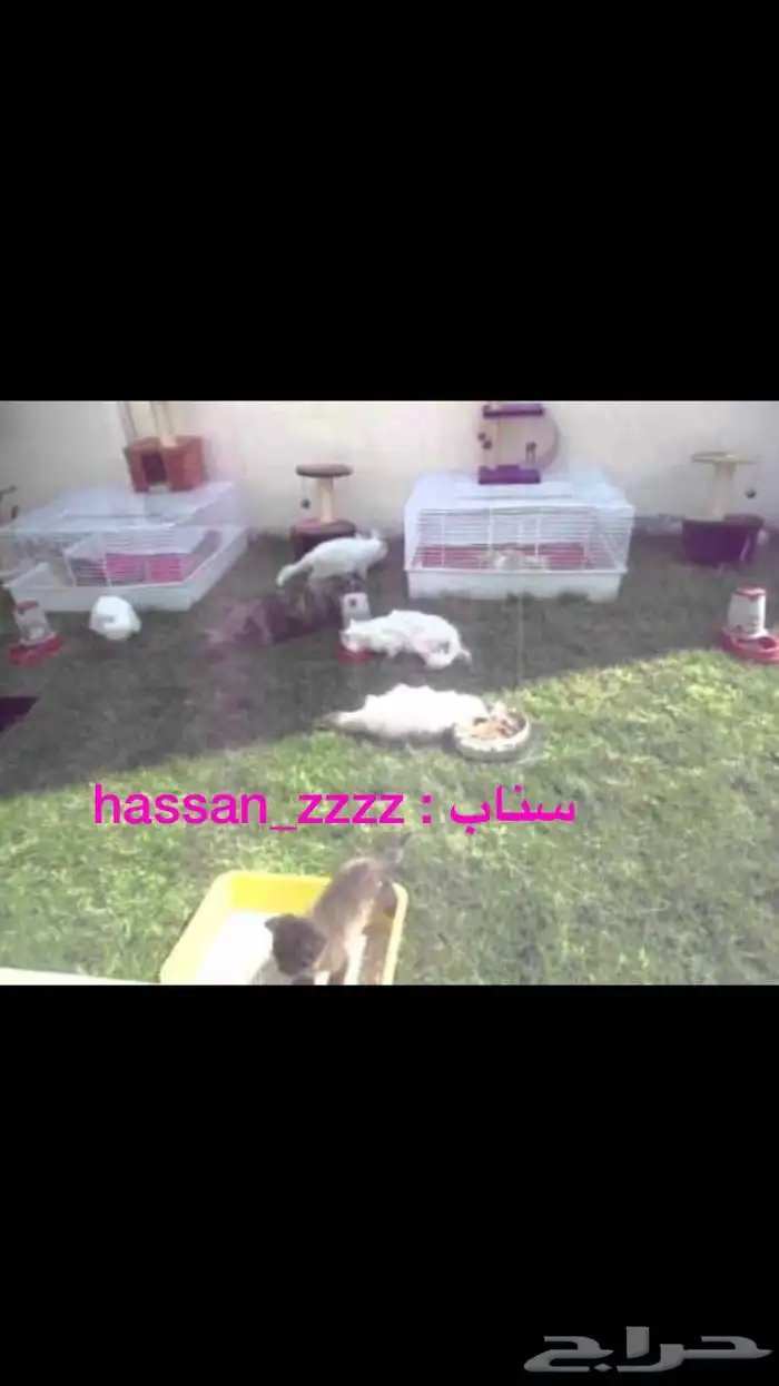 تبني جميع انواع الكائنات الحيه 5