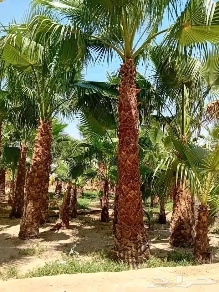 نخل واشنطني زينه امريكي ابو مروحه نخل عربي مثمر 27