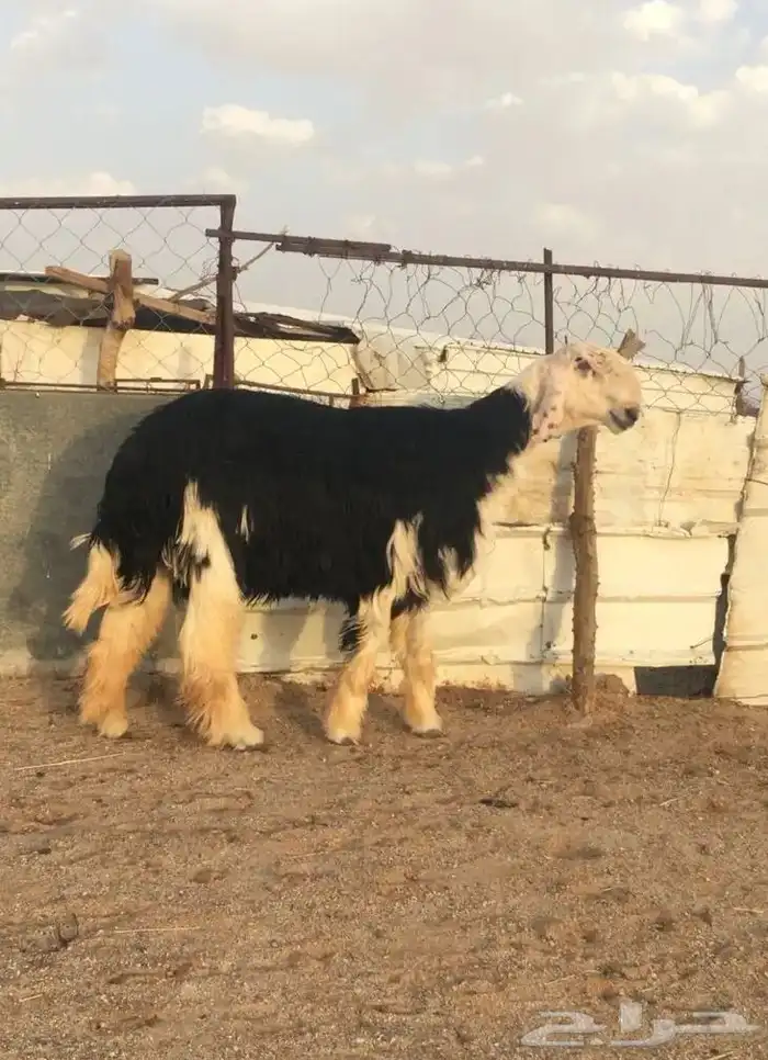 عروض النجد رقم 1 حلال ابو حمدان الحبابي 30