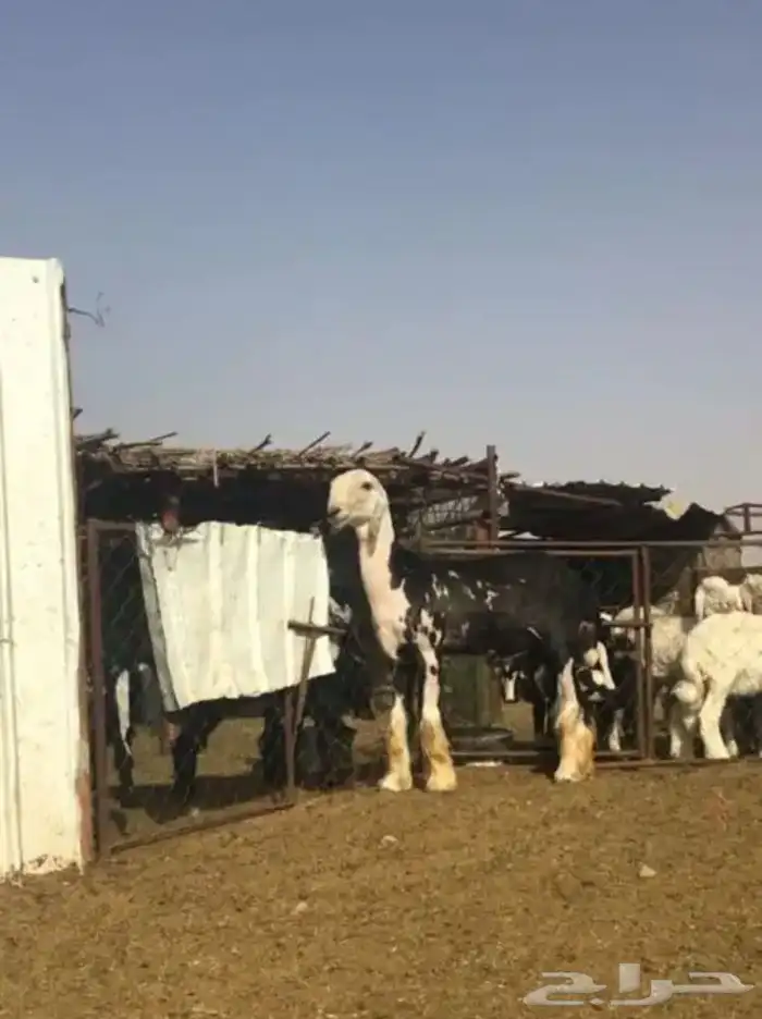 عروض النجد رقم 2 حلال ابو حمدان الحبابي 11