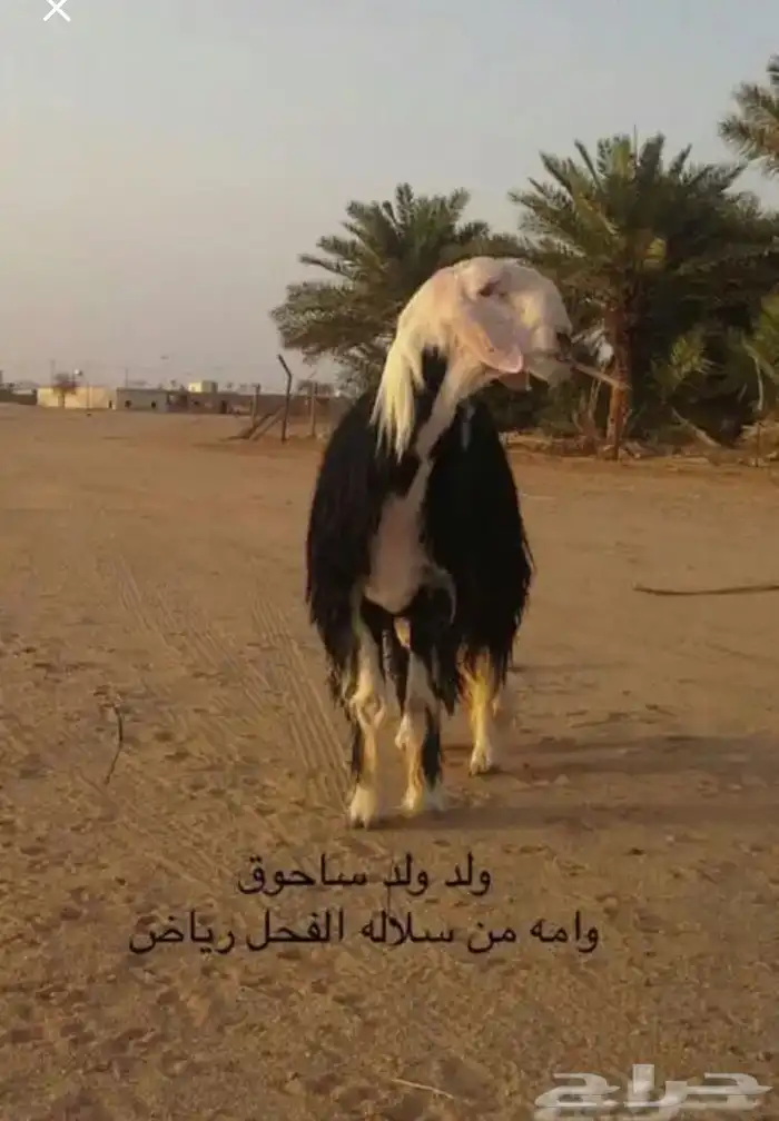 عروض النجد رقم 2 حلال ابو حمدان الحبابي 7