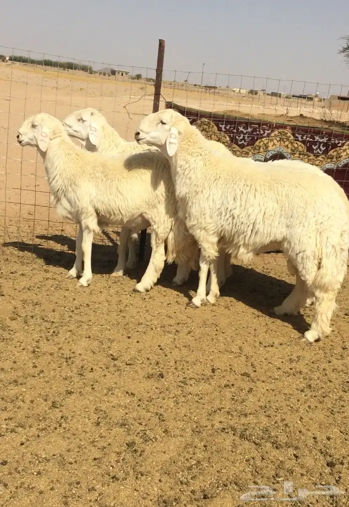 عروض الحريات رقم 1 حلال ابو حمدان الحبابي 22