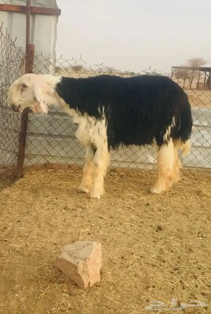 عروض النجد رقم 1 حلال ابو حمدان الحبابي 31