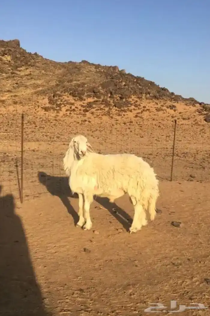 عروض 1مشاريك حري عيسي 36