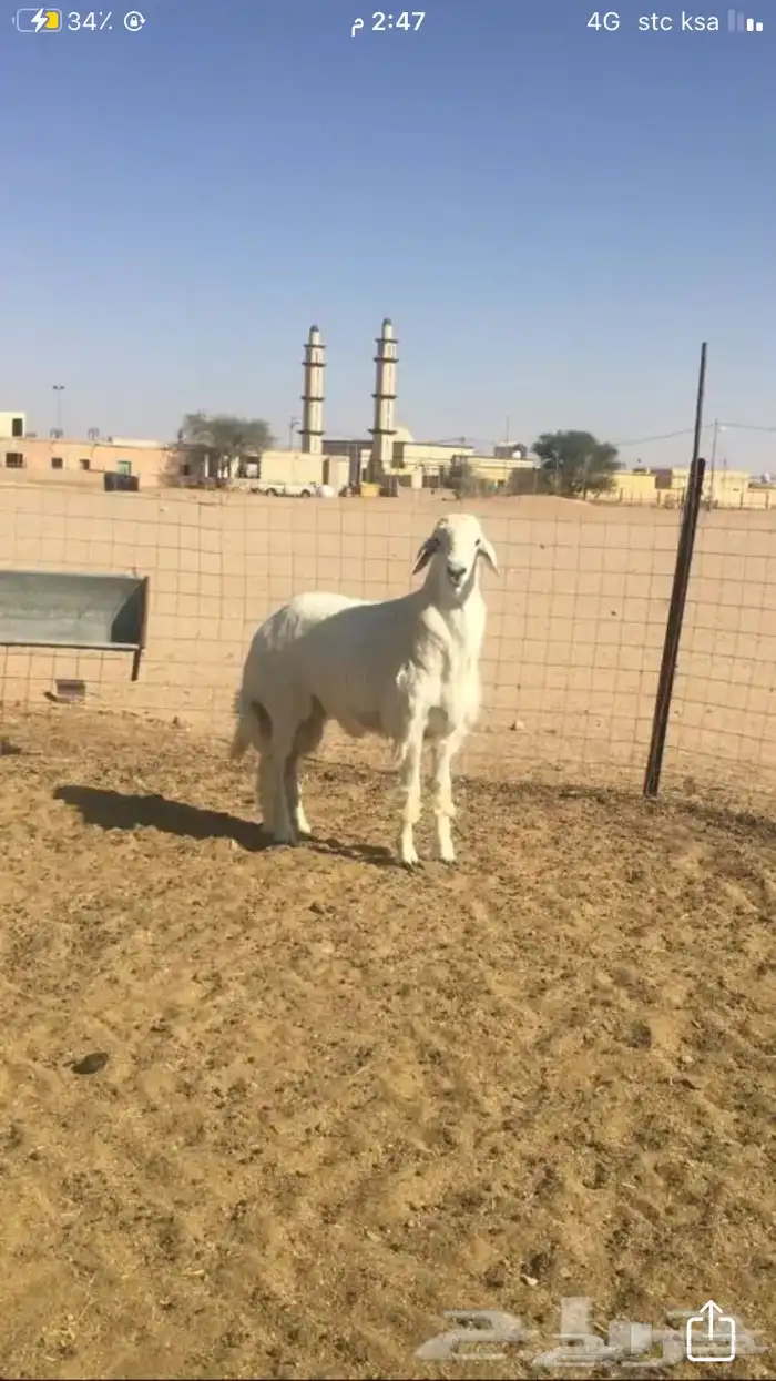 عروض فحول حريات عروض فقط للمشاهده 25