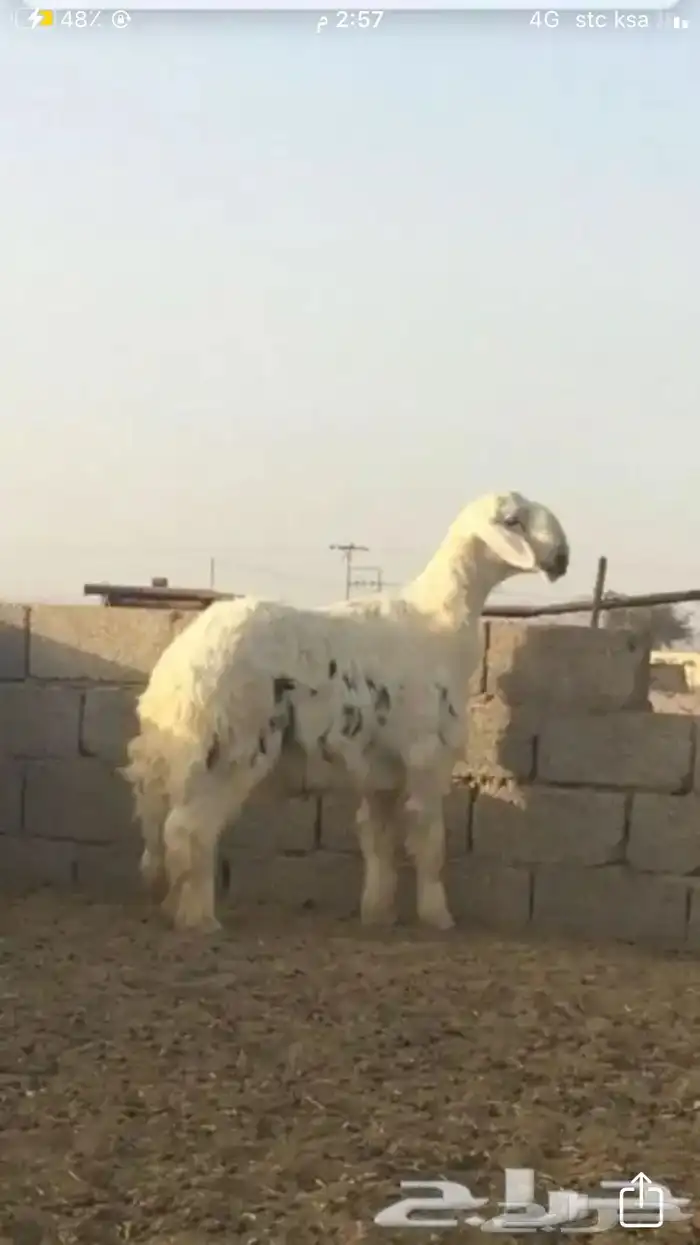عروض 1مشاريك حري عيسي 18