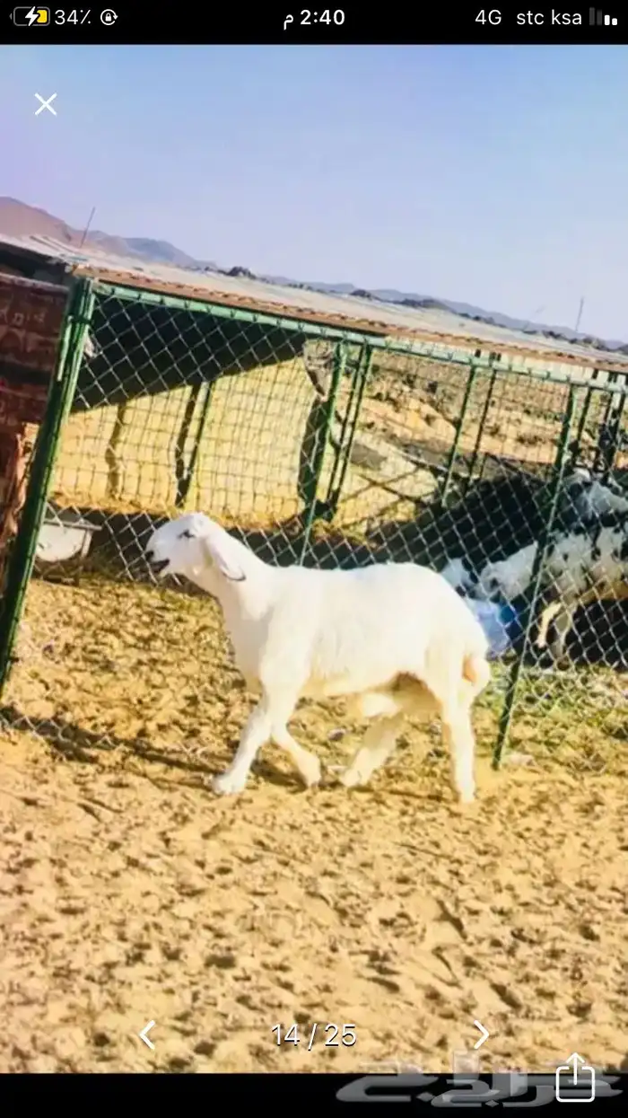 عروض الحريات رقم 1 حلال ابو حمدان الحبابي 29