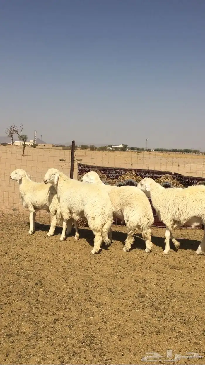 عروض الحريات رقم 1 حلال ابو حمدان الحبابي 24