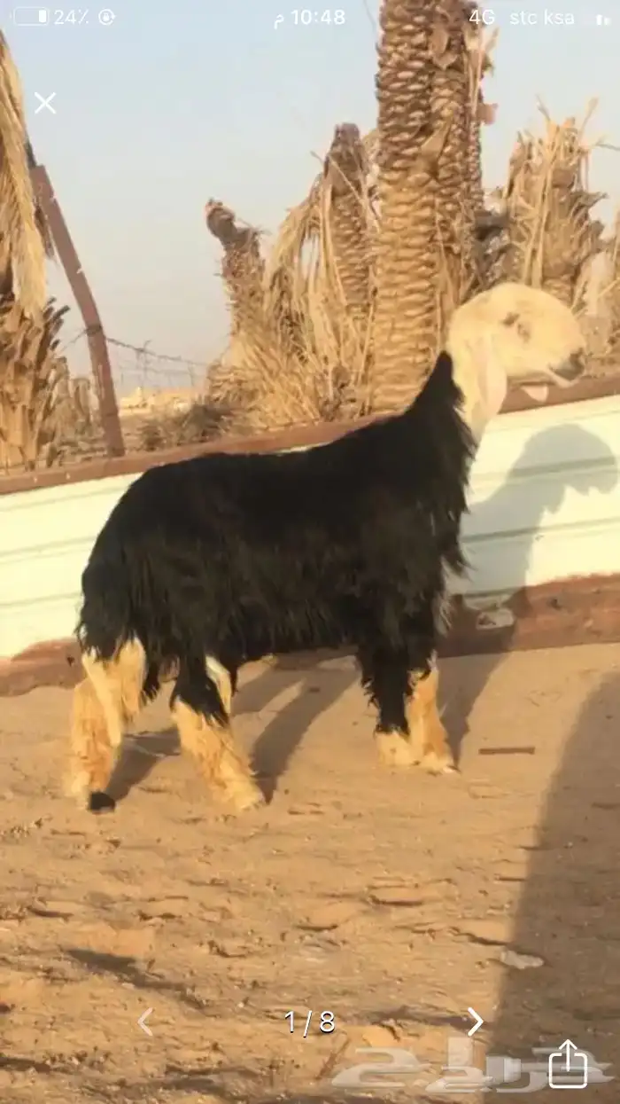 عروض النجد رقم 1 حلال ابو حمدان الحبابي 46