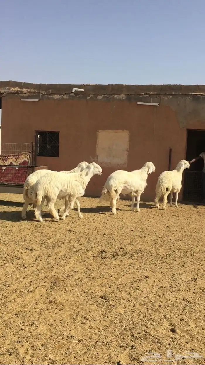 عروض الحريات رقم 1 حلال ابو حمدان الحبابي 23