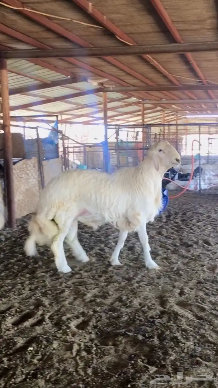 عروض الحريات رقم 1 حلال ابو حمدان الحبابي 14