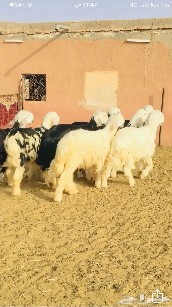 عروض العيسيات رقم 1 حلال ابو حمدان الحبابي 20