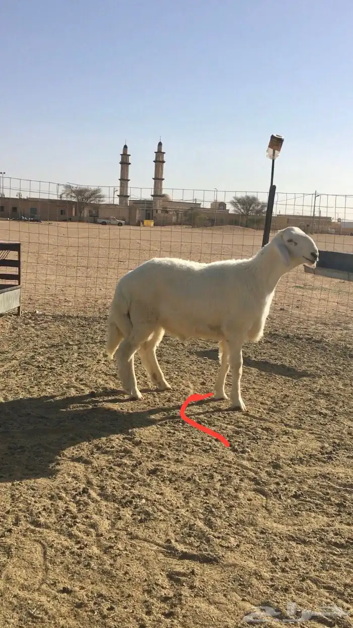 عروض الحريات رقم 1 حلال ابو حمدان الحبابي 36