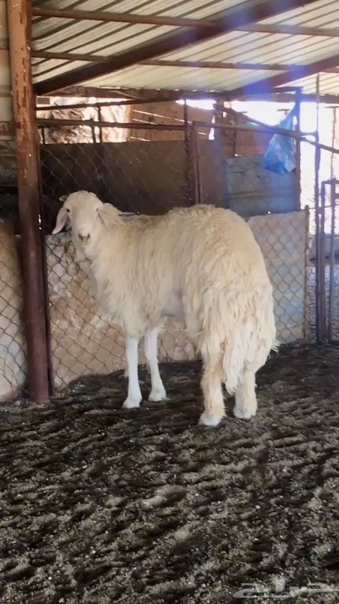 عروض الحريات رقم 1 حلال ابو حمدان الحبابي 16