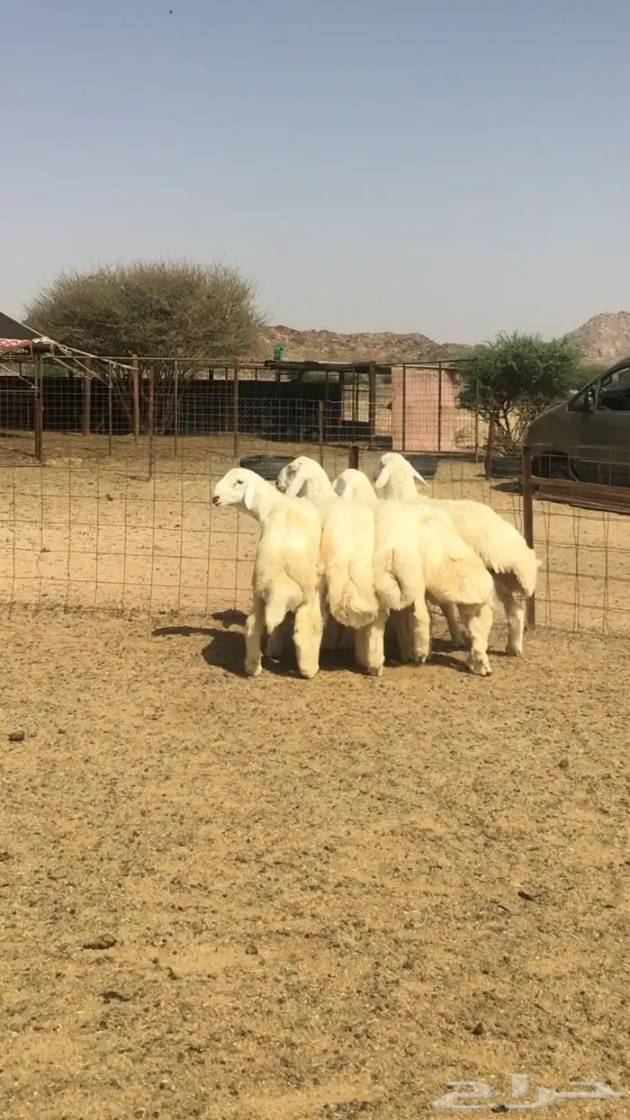 عروض الحريات رقم 1 حلال ابو حمدان الحبابي 4