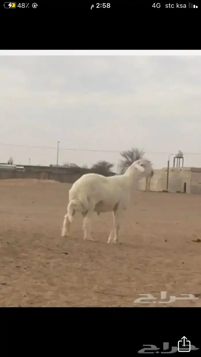 عروض 1مشاريك حري عيسي 19