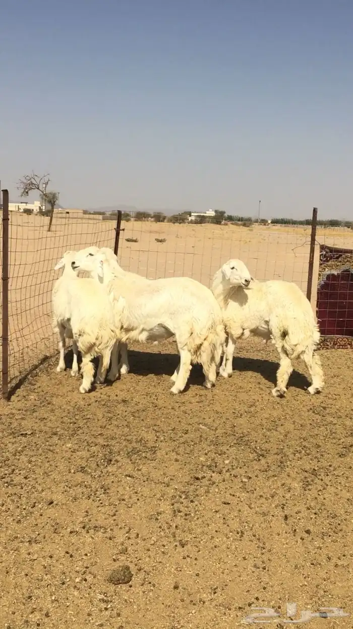 عروض الحريات رقم 1 حلال ابو حمدان الحبابي 26