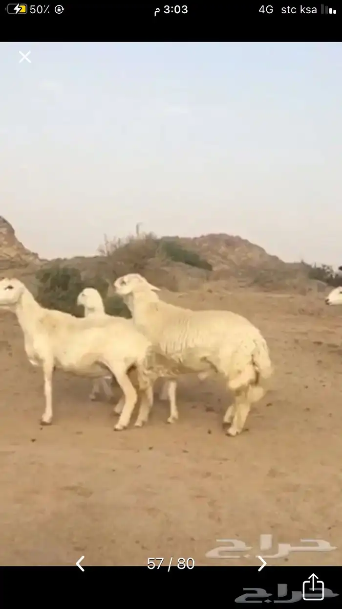 عروض فحول حريات عروض فقط للمشاهده 19