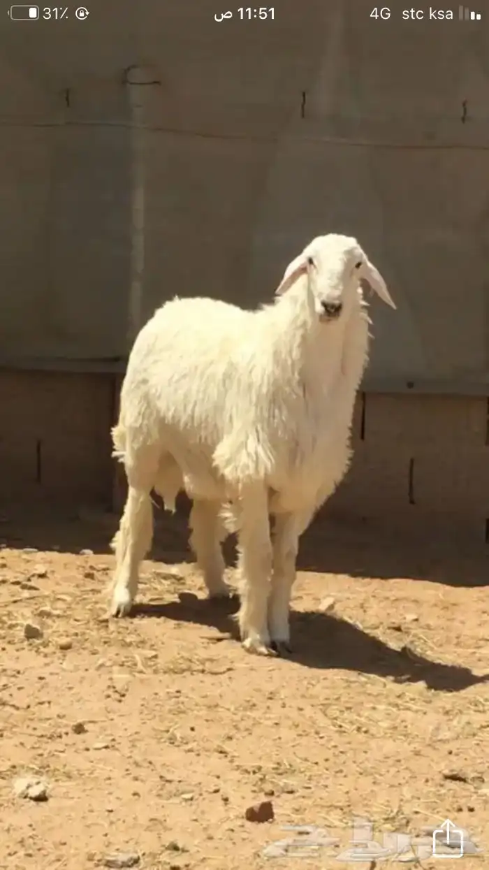 عروض 1مشاريك حري عيسي 27