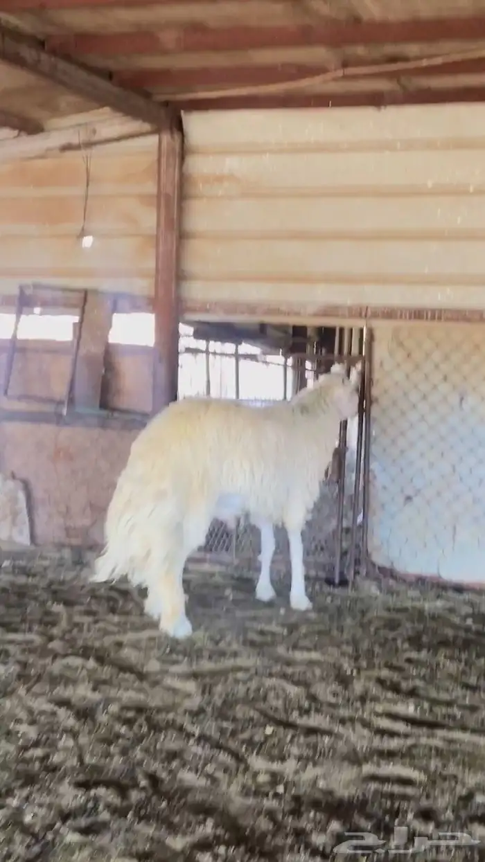 عروض الحريات رقم 1 حلال ابو حمدان الحبابي 13