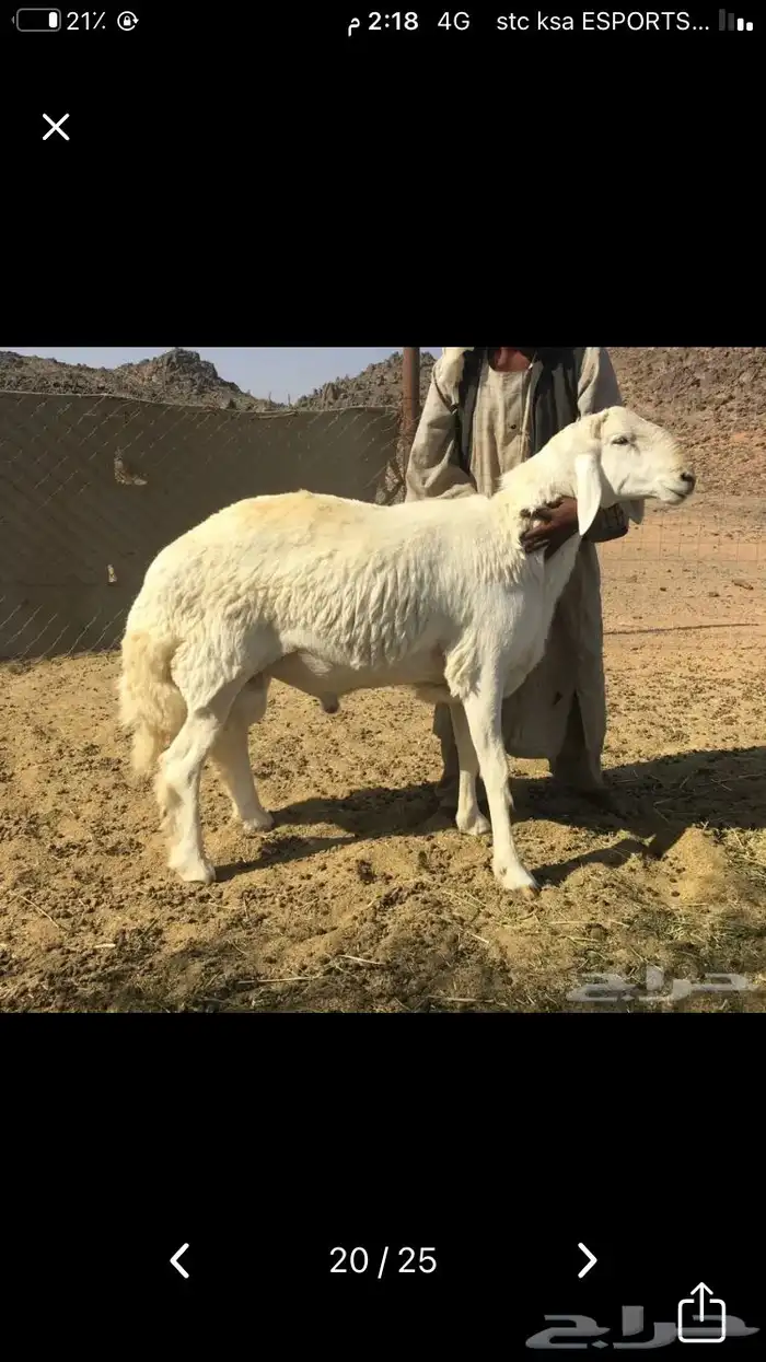عروض فحول حريات عروض فقط للمشاهده 40