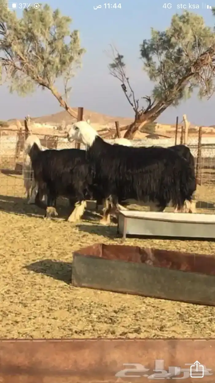 عروض النجد رقم 2 حلال ابو حمدان الحبابي 83