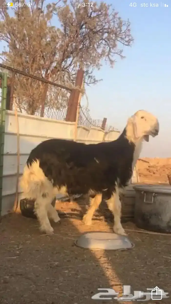 عروض النجد رقم 2 حلال ابو حمدان الحبابي 6