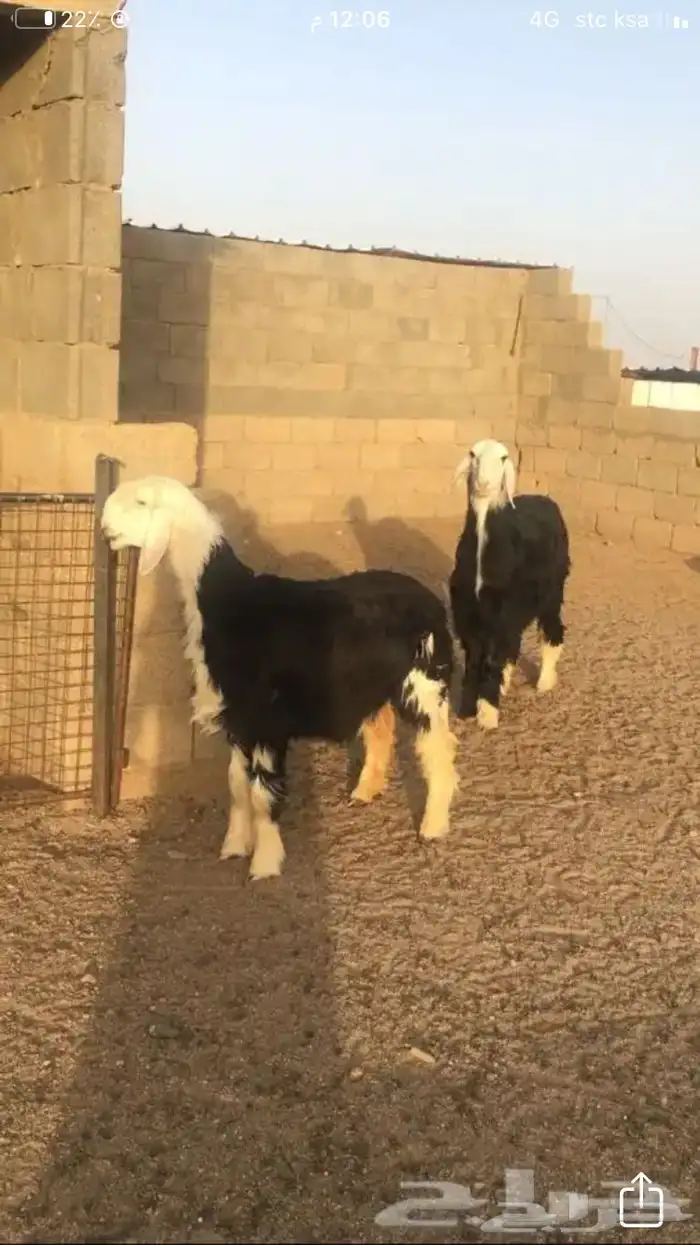 عروض النجد رقم 2 حلال ابو حمدان الحبابي 54