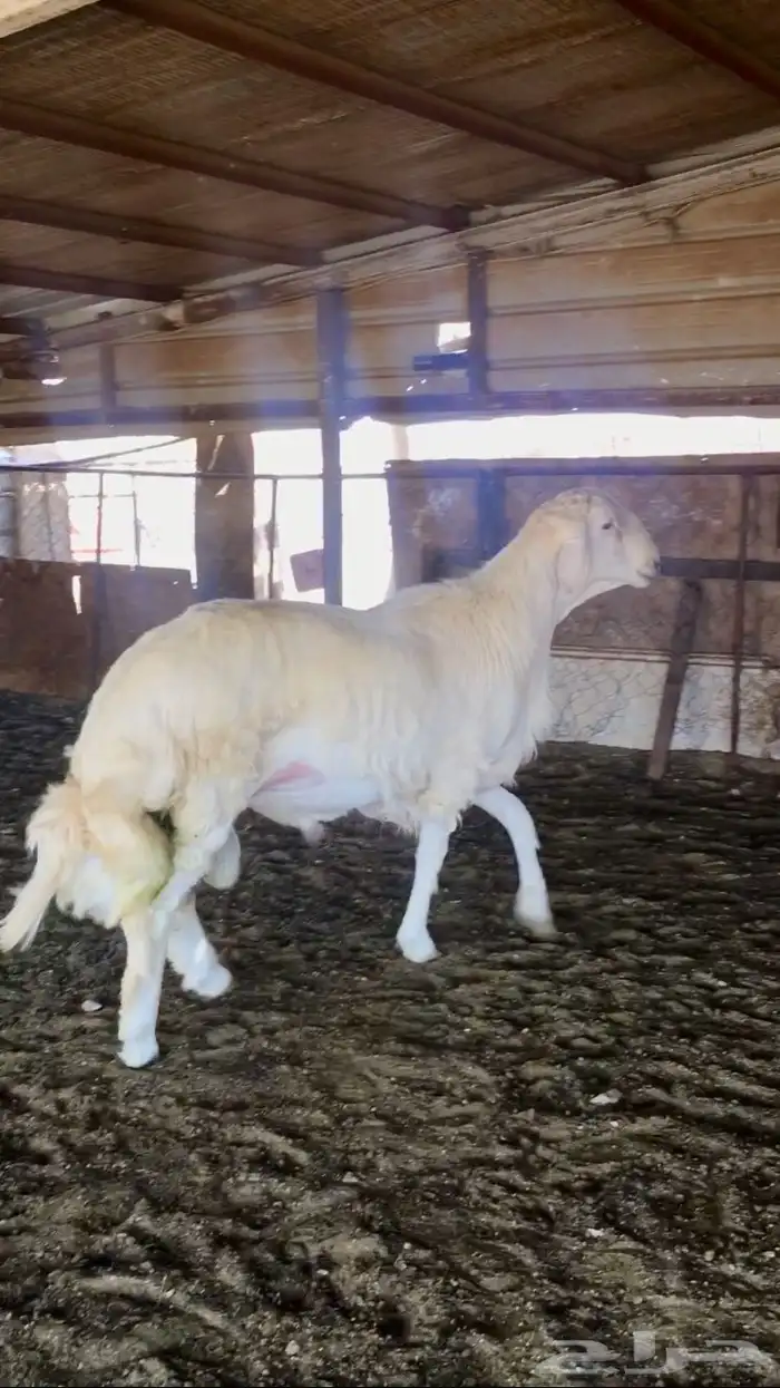 عروض الحريات رقم 1 حلال ابو حمدان الحبابي 15