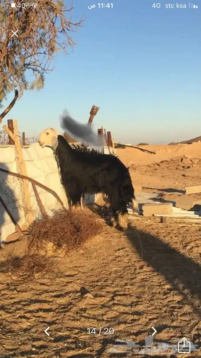 عروض النجد رقم 2 حلال ابو حمدان الحبابي 86
