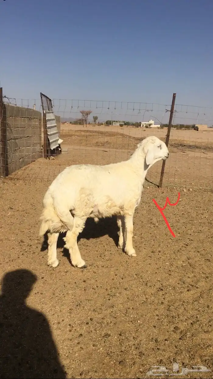 عروض الحريات رقم 1 حلال ابو حمدان الحبابي 37