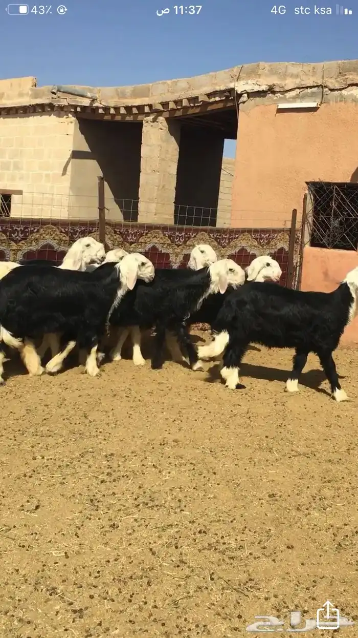 عروض النجد رقم 2 حلال ابو حمدان الحبابي 88